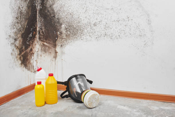 Best Crawl Space Mold Removal  in Palmview, TX