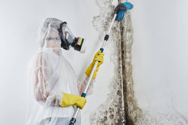 Best Emergency Mold Removal  in Palmview, TX