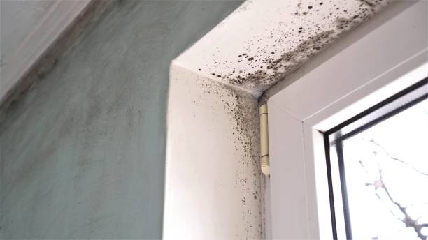 Best Home Mold Removal  in Palmview, TX