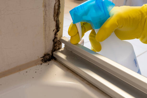 Best Toxic Mold Removal  in Palmview, TX