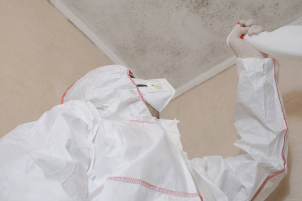 Best Mold Removal Process  in Palmview, TX