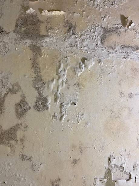 Mold Removal Process in Palmview, TX