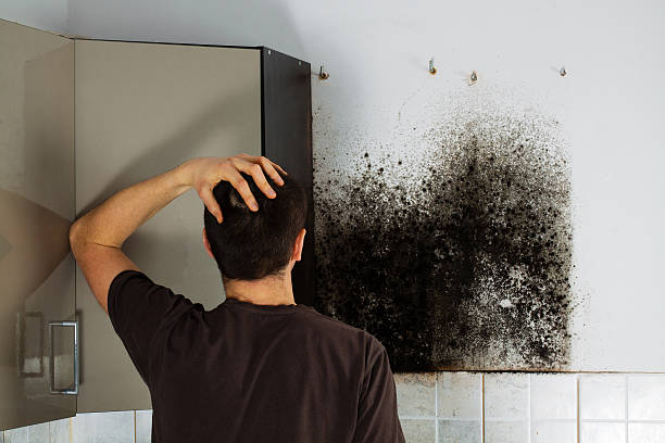 Best Attic Mold Removal  in Palmview, TX