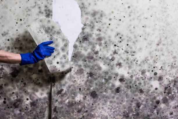 Best Home Mold Removal  in Palmview, TX