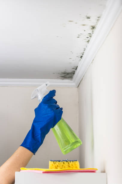 Best Mold Inspection  in Palmview, TX