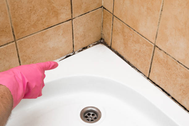 Best Best Mold Removal Companies  in Palmview, TX